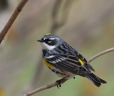 Paruline  croupion jaune 1.jpg