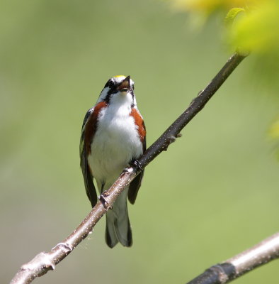Paruline  flanc marron (12).JPG