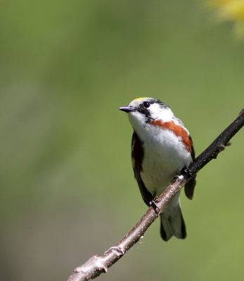 Paruline  flanc marron (13).JPG