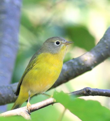 Paruline  joues grises 1.tif