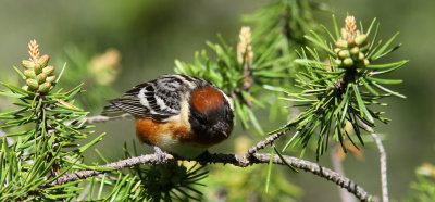 Paruline  poitrine baie (10).JPG
