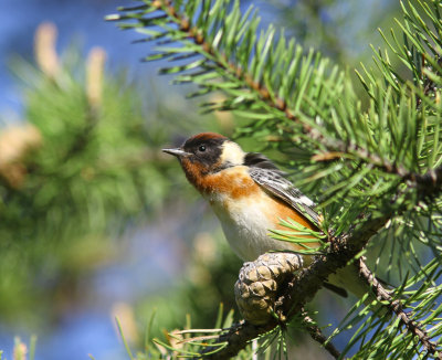 Paruline  poitrine baie (25).jpg