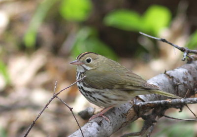 Paruline couronne 1.jpg