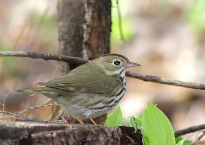 Paruline couronne 4.jpg