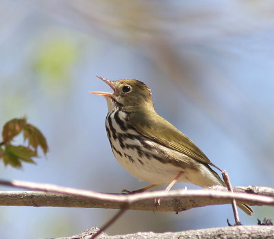 Paruline couronne 10.jpg
