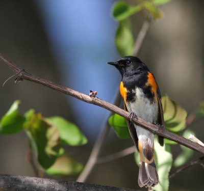Paruline flamboyante (10).jpg