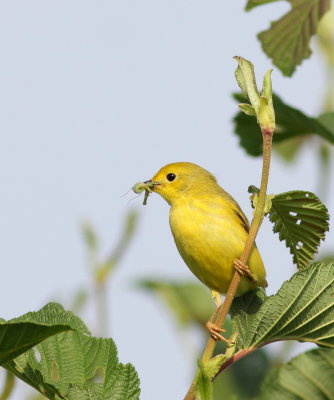 Paruline jaune (3).JPG