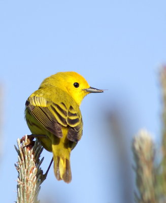 Paruline jaune (4).JPG