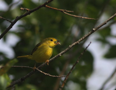 Paruline jaune (7).JPG