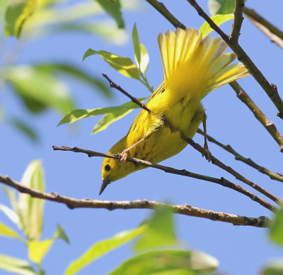 Paruline jaune 12.JPG