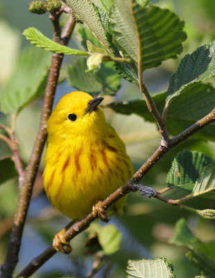 Paruline jaune 19.JPG