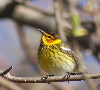 Paruline tigr 1.jpg