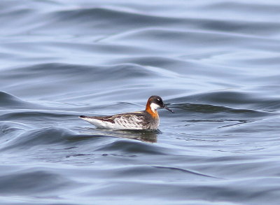 Phalarope  bec troit (2).JPG