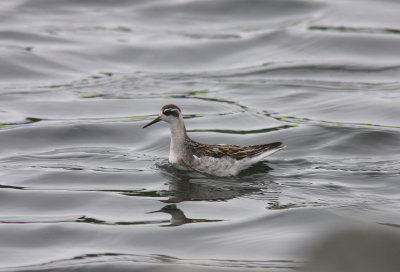 Phalarope  bec troit (9).JPG