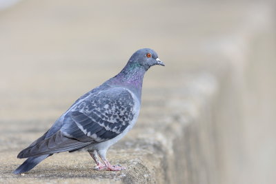 pigeon_domestique