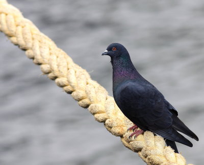 pigeon_domestique