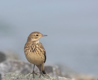 Pipit d'Amrique (4).JPG