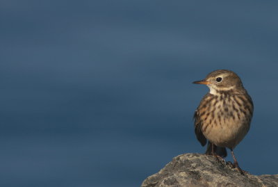 Pipit d'Amrique (27).JPG