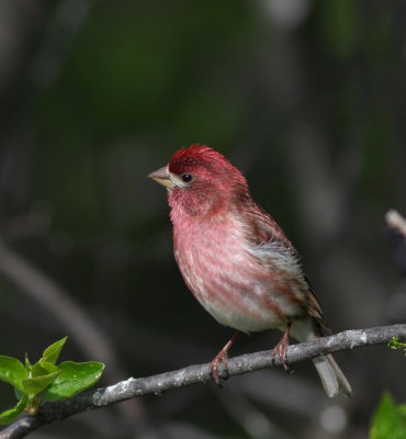 Roselin pourpr 4.jpg