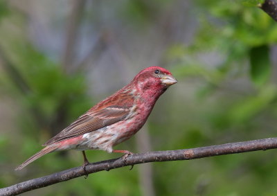 Roselin pourpr 5.jpg