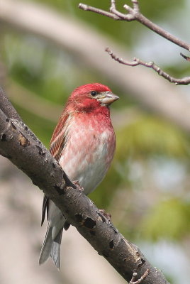Roselin pourpr 6.jpg