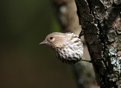 Tarin des pins (29).JPG