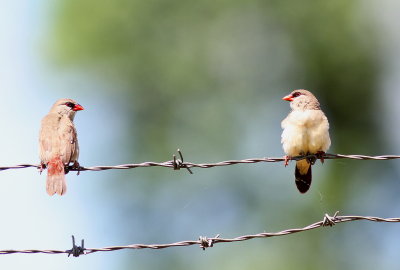 Red Adavavat - Bengali rouge - Amandava amandava