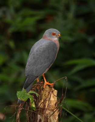 Fiji Goshawk - Épervier des Fidji - Accipiter rufitorques