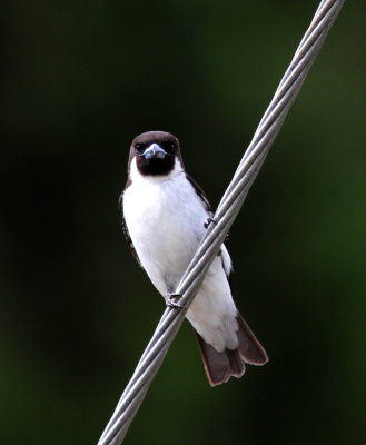 Fiji Woodswallow - Langrayen des Fidji - Artamus mentalis