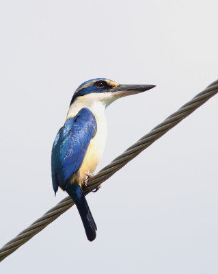 Collared Kingfisher - Martin-chasseur à collier blanc - Todiramphus chloris