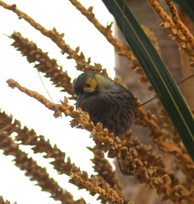 Kadavu Honeyeater - Méliphage de Kadavu - Xanthotis provocator