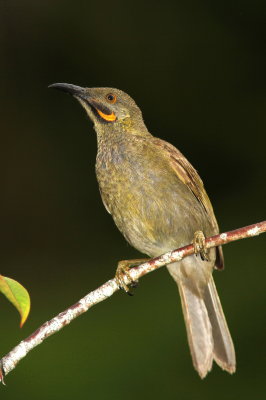 Wattled Honeyeater - Méliphage foulehaio - Foulehaio carunculatus