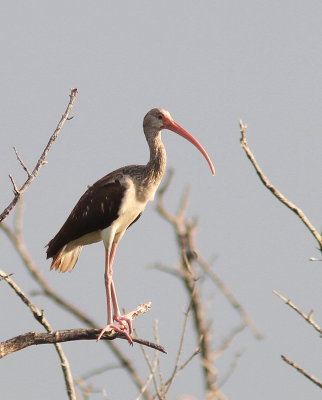 White Ibis - Ibis blanc - Eudocimus albus