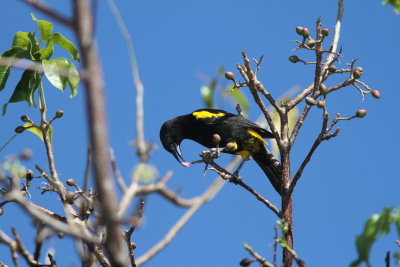 Cuban Oriole - Oriole de Cuba - Icterus melanopsis