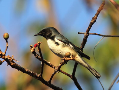 Black-throated Blue Warbler - Paruline bleue - Setophaga caerulescens