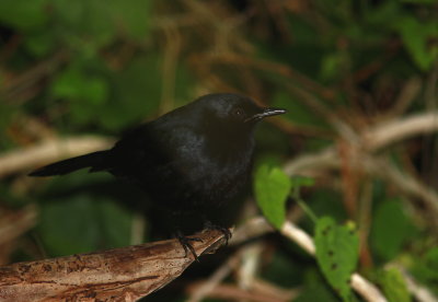Black Catbird - Moqueur noir - Melanoptila glabrirostris