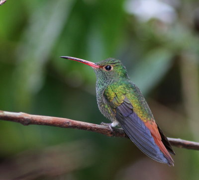 Rufous-tailed Hummingbird - Ariane à ventre gris - Amazilia tzacatl