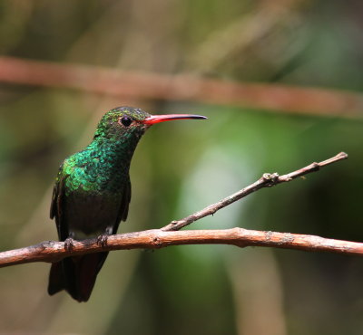 Rufous-tailed Hummingbird - Ariane à ventre gris - Amazilia tzacatl