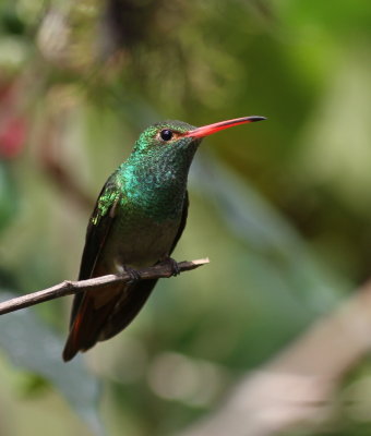 Rufous-tailed Hummingbird - Ariane à ventre gris - Amazilia tzacatl