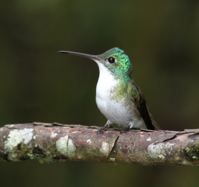 Andean Emerald - Ariane de Francia - Amazilia franciae