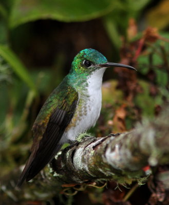 Andean Emerald - Ariane de Francia - Amazilia franciae