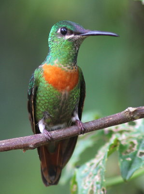 Gould's Jewelfront - Brillant à bandeau bleue - Heliodoxa aurescens