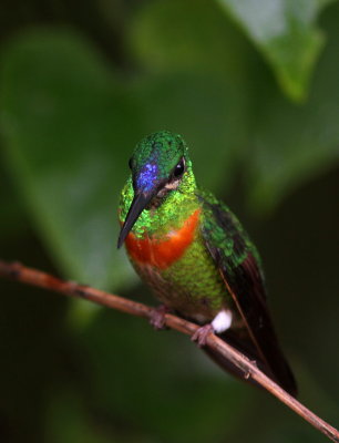 Gould's Jewelfront - Brillant à bandeau bleue - Heliodoxa aurescens