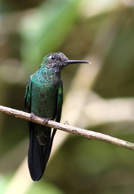 Green-crowned Brilliant - Brillant fer-de-lance - Heliodoxa jacula
