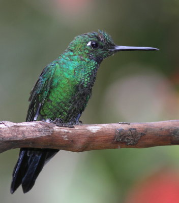 Green-crowned Brilliant - Brillant fer-de-lance - Heliodoxa jacula