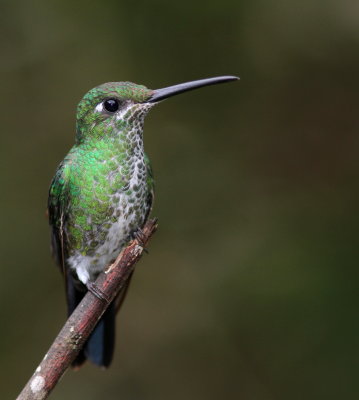 Green-crowned Brilliant - Brillant fer-de-lance - Heliodoxa jacula