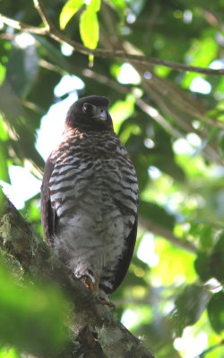 Buckley's Forest Falcon - Micrastur buckleyi - Carnifex de Buckley - Micrastur buckleyi
