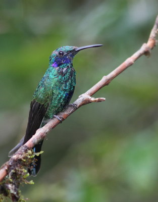 Sparkling Violetear - Colibri anaïs - Colibri coruscans