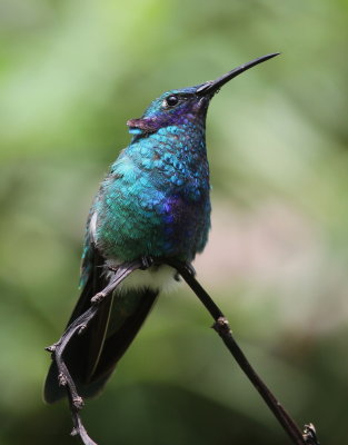 Sparkling Violetear - Colibri anaïs - Colibri coruscans