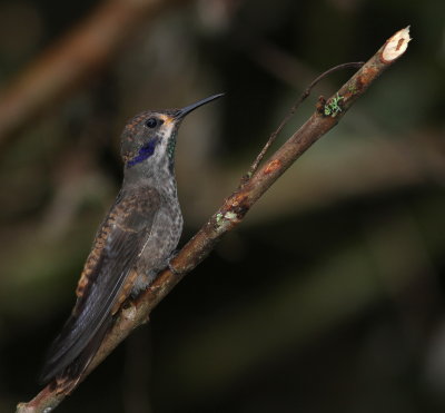 Brown Violetear - Colibri de Delphine - Colibri delphinae